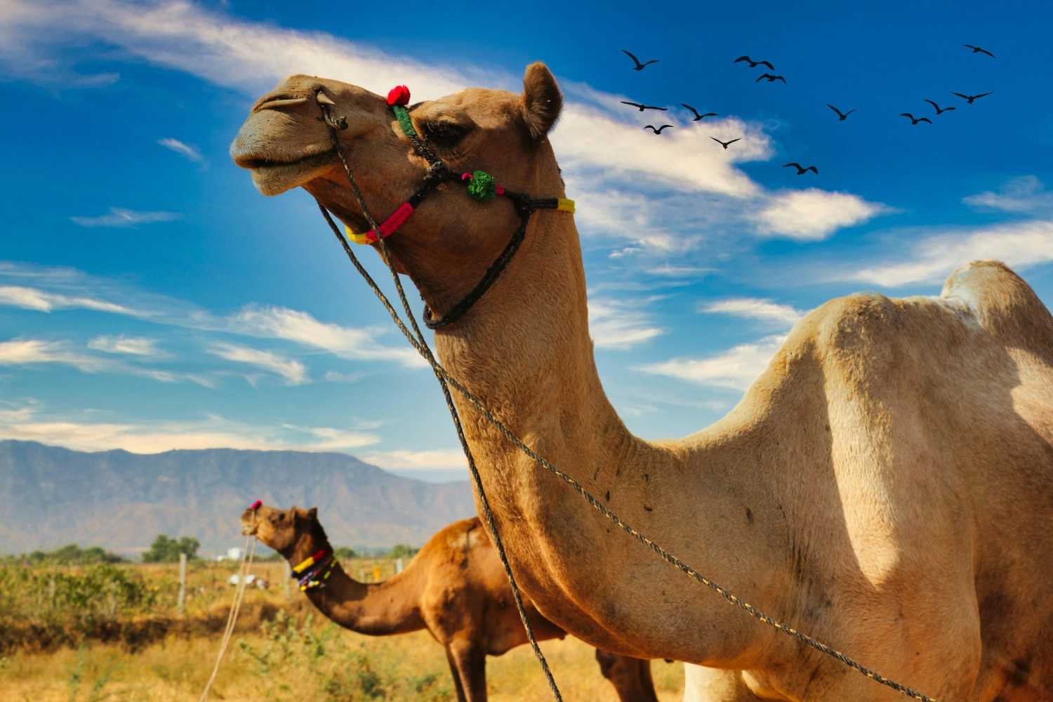Rajasthan Tour Package 2026 – Royal Heritage | Global Tour Buddy